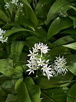 Ail des ours (prise a Lens, P-de-C)(5)